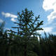 Black spruce. Image: Loïc D’Orangeville